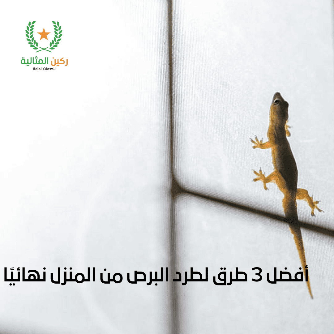 أفضل 3 طرق لطرد البرص من المنزل نهائيًا