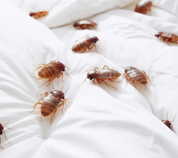 مكافحة بق الفراش